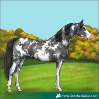 Horse Color:White Spotted Black Sabino 