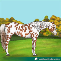 Horse Color:White Spotted Chestnut Sabino Appaloosa 