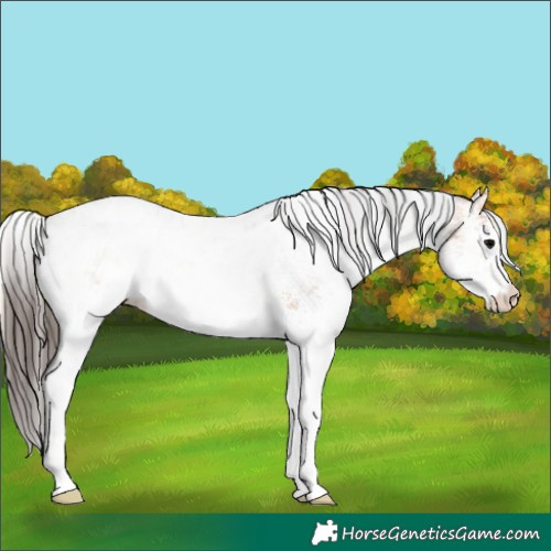 Horse Color:White Spotted Bay Onyx Appaloosa 