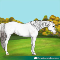 Horse Color:White Spotted Bay Onyx Appaloosa 