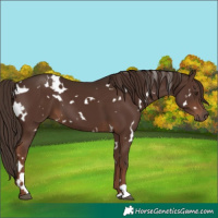 Horse Color:White Spotted Liver Chestnut 