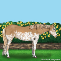 Horse Color:Chestnut Splash Frame  and Chestnut Splash Frame 