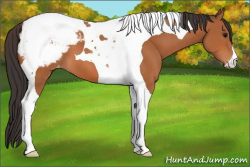 Horse Color:Bay Tobiano Appaloosa 
