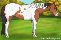 Horse Color:Bay Tobiano Appaloosa 