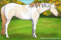 Horse Color:Amber Champagne Ice Pearl Tobiano Appaloosa 