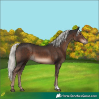 Horse Color:Liver Chestnut Mushroom