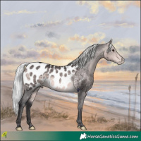 Horse Color:Platinum Silver Buckskin Appaloosa 