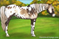 Horse Color:White Spotted Liver Red Onyx Appaloosa 