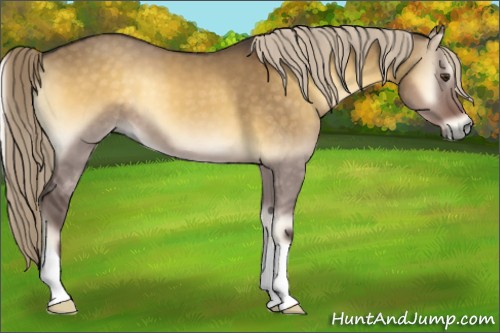 Horse Color:Chocolate Palomino Onyx 