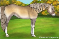 Horse Color:Chocolate Palomino Onyx
