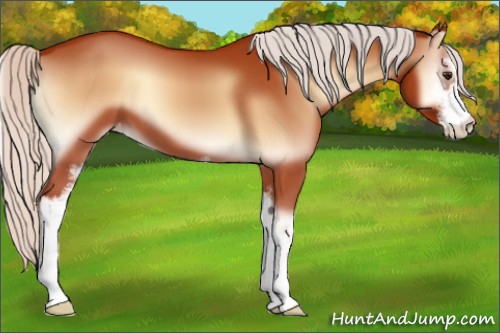 Horse Color:Silver Bay Onyx Sabino Varnish 