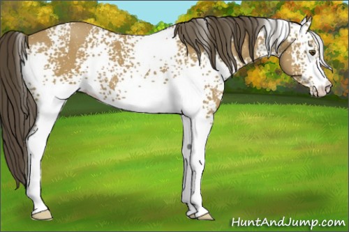 Horse Color:White Spotted Buckskin