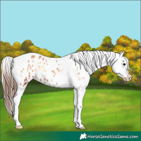 Horse Color:Bay Onyx Sabino Tobiano Appaloosa Rabicano 
