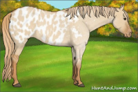 Horse Color:Red Dun Appaloosa 