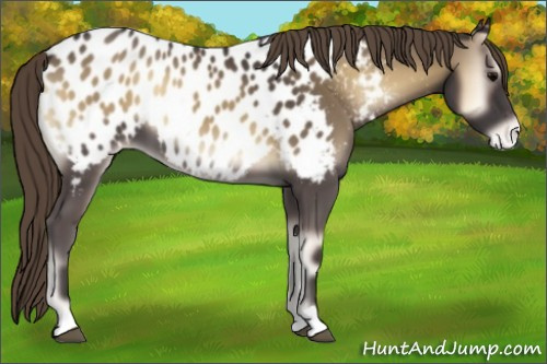Horse Color:Smoky Blue Onyx Appaloosa 