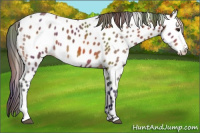Horse Color:Nacre Bay Appaloosa 