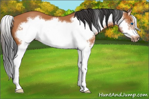 Horse Color:Bay Sabino Splash Frame 