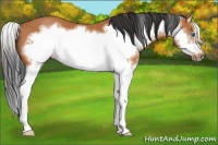 Horse Color:Bay Sabino Splash Frame 