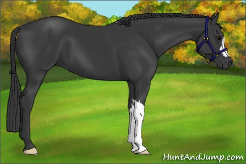 Horse Color:Black 