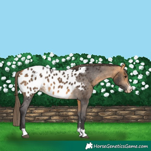 Horse Color:Buckskin Near Leopard 