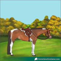 Horse Color:Bay Tobiano 