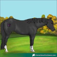 Horse Color:Black 