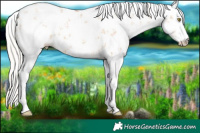 Horse Color:White Spotted Silver Bay Pearl Dun Sabino 