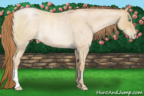Horse Color:Smoky Blue Roan Pearl Rabicano