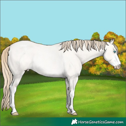 Horse Color:White Spotted Perlino Roan Dun Rabicano