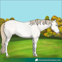 Horse Color:White Spotted Perlino Roan Dun Rabicano
