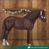Horse Color:Chocolate Black
