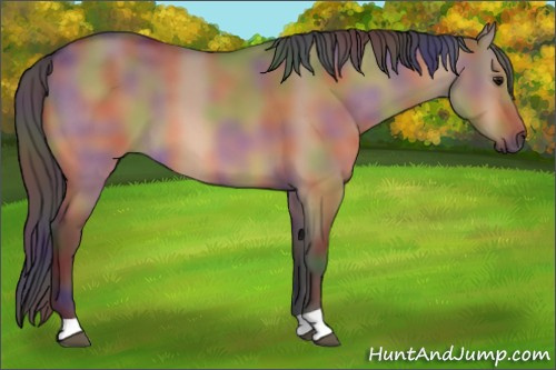Horse Color:Nacre Bay Dun 