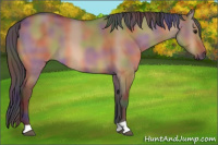 Horse Color:Nacre Bay Dun 