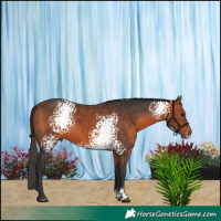 Horse Color:White Spotted Bay 