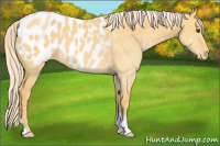 Horse Color:Palomino Dun Appaloosa 