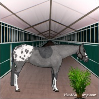 Horse Color:Black Appaloosa