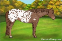 Horse Color:Chestnut Appaloosa