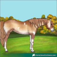 Horse Color:White Spotted Red Onyx 