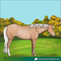 Horse Color:Silver Brown Pearl Rabicano 