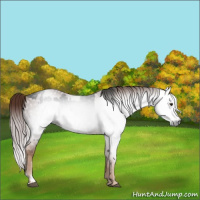 Horse Color:Gray Liver Chestnut and Gray Chestnut