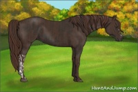 Horse Color:Liver Chestnut  and Liver Chestnut 