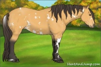 Horse Color:White Spotted Buckskin