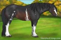 Horse Color:White Spotted Brown 