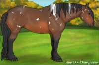 Horse Color:White Spotted Bay 