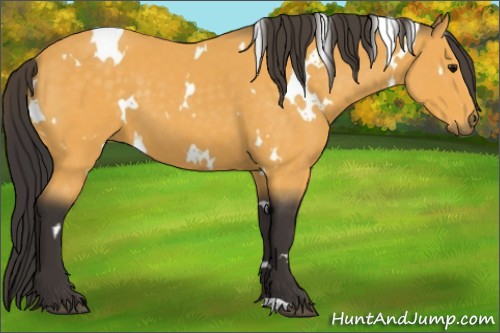 Horse Color:White Spotted Buckskin