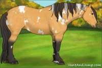 Horse Color:White Spotted Buckskin 