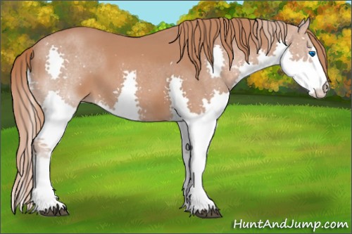 Horse Color:Chestnut Splash 