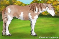 Horse Color:Chestnut Splash 