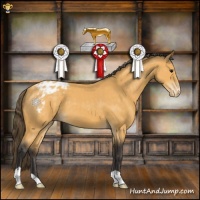 Horse Color:Buckskin Appaloosa 