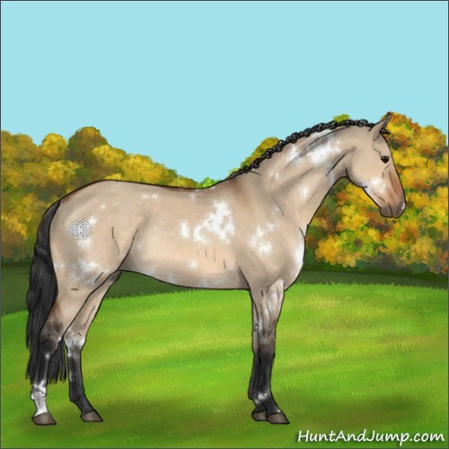 Horse Color:White Spotted Bay Dun Rabicano